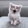 ❲💗❳cute kitties by @hlwoodstickers :: 22