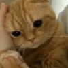 Kittens🐾Clau 22