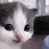 ❲💗❳cute kitties by @hlwoodstickers :: 25