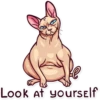 Meme Cats 27