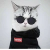 Kittens🐾Clau 25