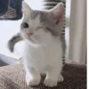 Kittens🐾Clau 26