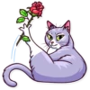 Meme Cats 28