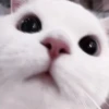❲💗❳cute kitties by @hlwoodstickers :: 29