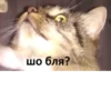 шо бля?