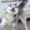 Husky 5