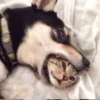 Husky 6