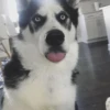 Husky 7
