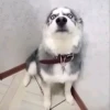 Husky 8