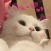 Meow? 5