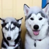Husky 9