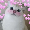 Meow? 6