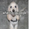 homophobic dog 6