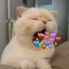 Meow? 8