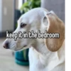 homophobic dog 7