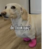 homophobic dog 8