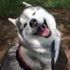 Husky 10
