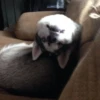 Husky 11