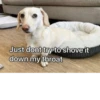 homophobic dog 9