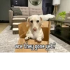 homophobic dog 10