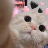 Meow? 10