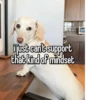 homophobic dog 11