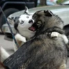 Husky 12