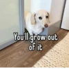 homophobic dog 12