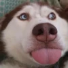 Husky 13