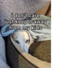 homophobic dog 14