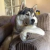 Husky 14