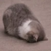 18 12