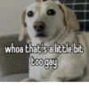 homophobic dog 15