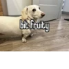 homophobic dog 17