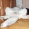 Husky 15
