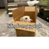homophobic dog 19