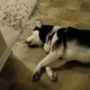 Husky 16