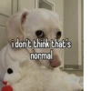 homophobic dog 20
