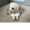 homophobic dog 21
