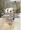 homophobic dog 22