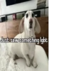 homophobic dog 23