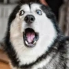 Husky 17