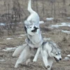 Husky 18