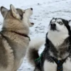 Husky 19