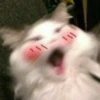 Meow? 13