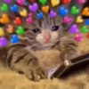 Meow? 14