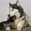 Husky 22