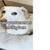 homophobic dog 24