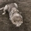 Husky 24
