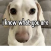 homophobic dog 25